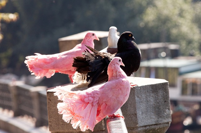 活的战术调 活的战术调